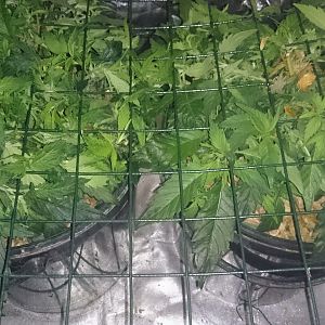 Scrog day 13