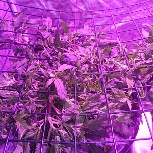 Scrog day 13
