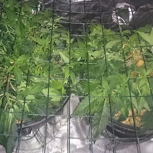 Scrog day 13