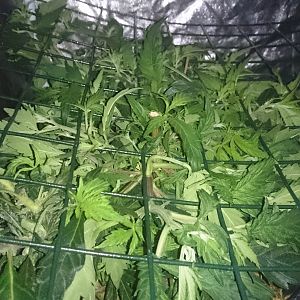 Scrog day 13