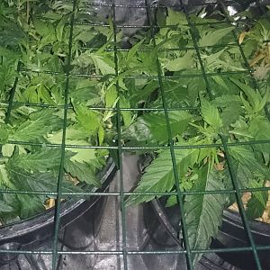 Scrog day 13