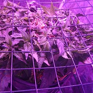 Scrog day 13