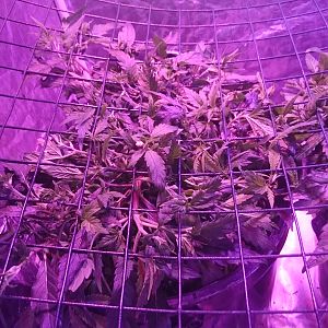 Scrog day 13