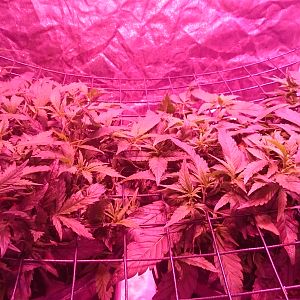 Scrog day 18