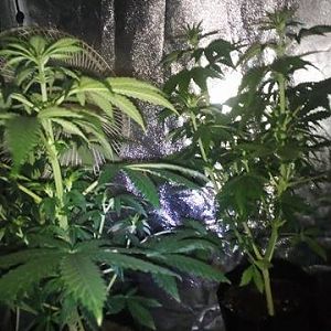 27498114_10214131307184319_710703078_n