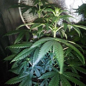 27535360_10214131307384324_1297773405_o