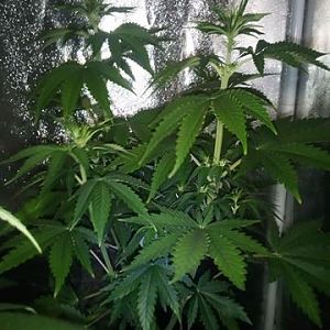 27658184_10214131307704332_1518103210_n