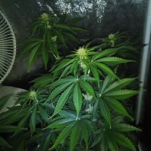 27783113_10214179592031410_1807144678_n