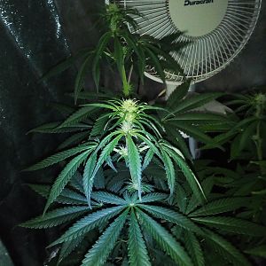 27835584_10214179592151413_411056422_o