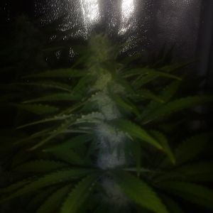 28311934_10214309797366462_1575324877_o