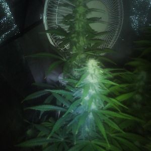 28312343_10214309797846474_300856310_o