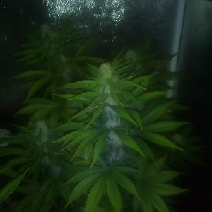 28312875_10214309798366487_1178415487_o