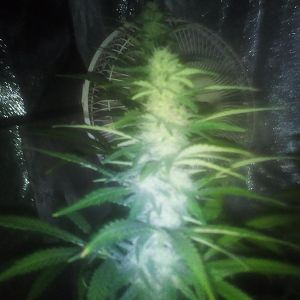 28340567_10214309797246459_211606684_o