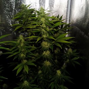 28503826_10214351345845148_36372274_o