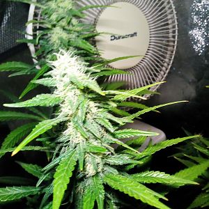 28547444_10214351344125105_815190628_o