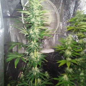 28580608_10214351345045128_276822190_o