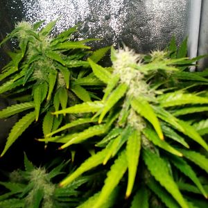 28580654_10214351344405112_1968298166_o