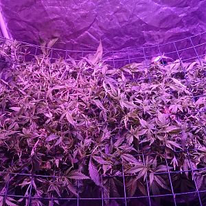 Scrog Reveg almost ready to flower