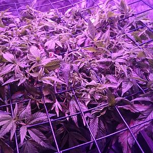 Scrog Reveg almost ready to flower