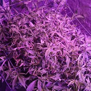 Scrog Reveg almost ready to flower