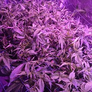 Scrog Reveg almost ready to flower