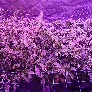 Scrog Reveg almost ready to flower