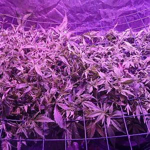 Scrog Reveg almost ready to flower