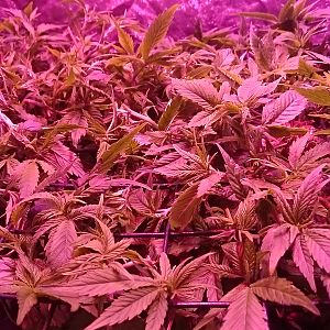 Scrog not far from being ready to flower