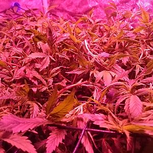 Scrog not far from being ready to flower
