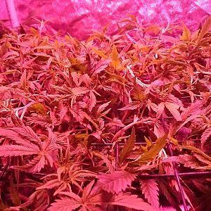 Scrog not far from being ready to flower