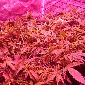 Scrog not far from being ready to flower