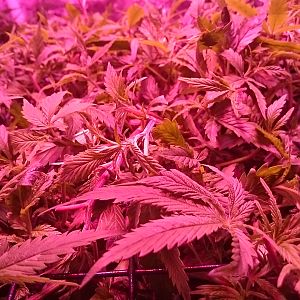 Scrog not far from being ready to flower