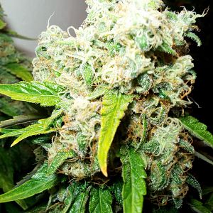 29527463_10214590105853999_1948127064_o