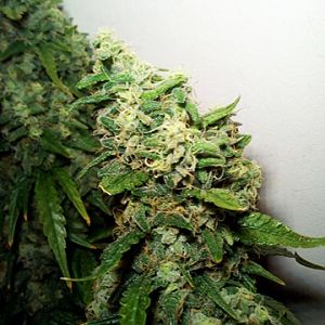 29547077_10214590110574117_1997350774_n