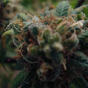 cinderella99 aka c99