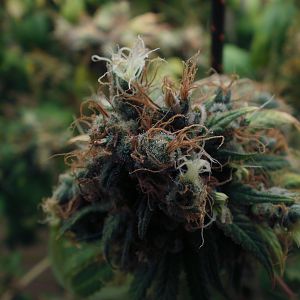 cinderella99 aka c99