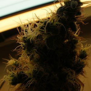 cinderella99 aka c99