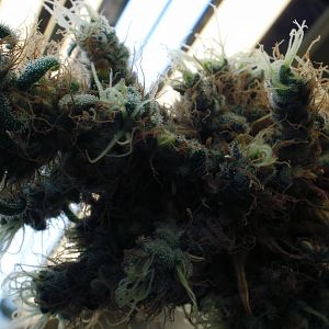 cinderella99 aka c99