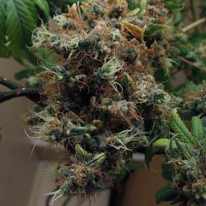 cinderella99 aka c99