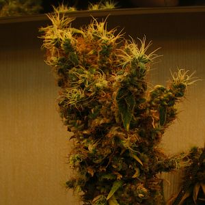 cinderella99 aka c99