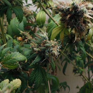 cinderella99 aka c99