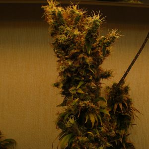 cinderella99 aka c99