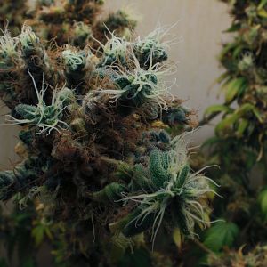 cinderella99 aka c99