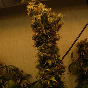 cinderella99 aka c99