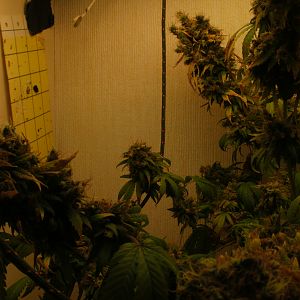 cinderella99 aka c99