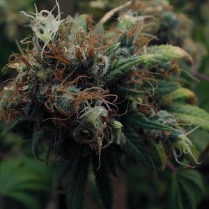 cinderella99 aka c99