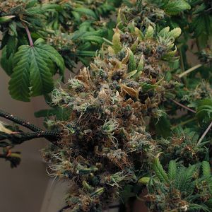 cinderella99 aka c99