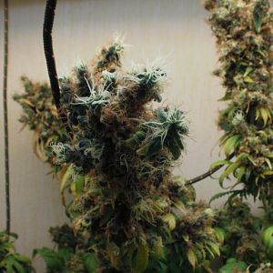 cinderella99 aka c99