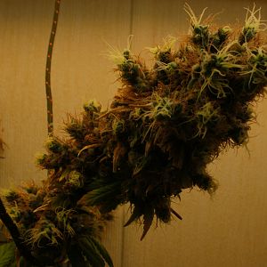 cinderella99 aka c99