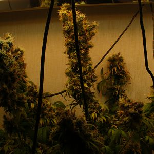 cinderella99 aka c99